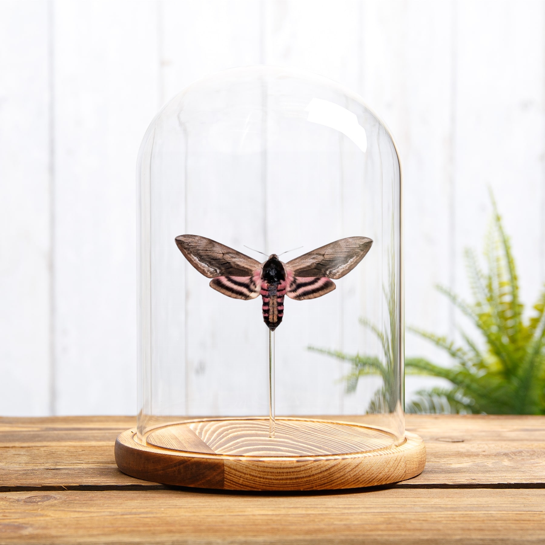 Privet Hawk Moth In Glass Dome (Sphinx ligustri)