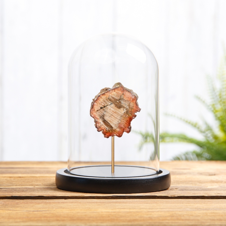 Petrified Wood In Glass Dome (Araucarioxylon arizonicum) Petrified Wood In Glass Dome (Araucarioxylon arizonicum)