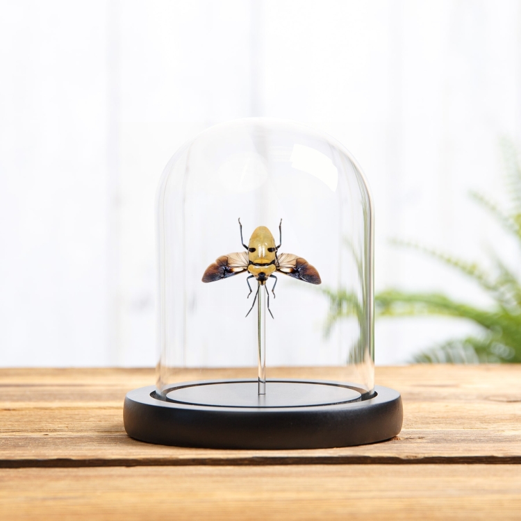 Death Head Bug with Wings Spread In Glass Dome (Eucorysses grandis)