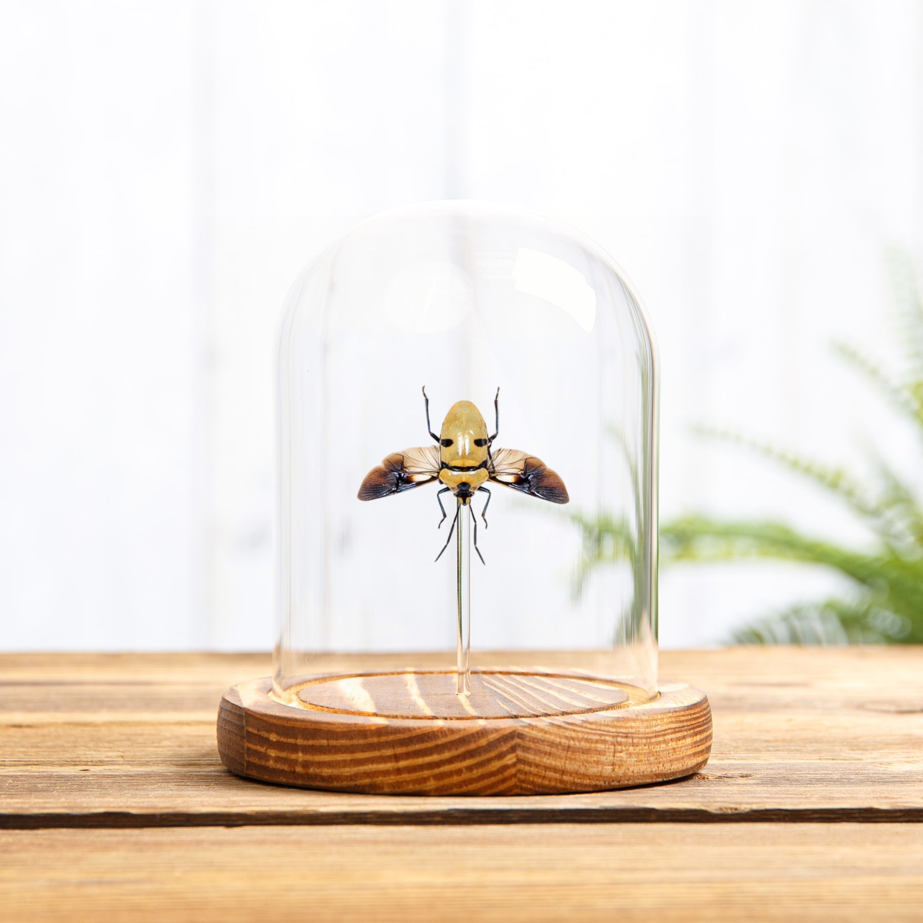 Death Head Bug with Wings Spread In Glass Dome (Eucorysses grandis)