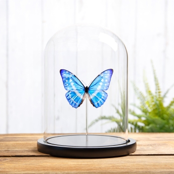 Cypris Morpho Butterfly In Glass Dome (Morpho cypris)