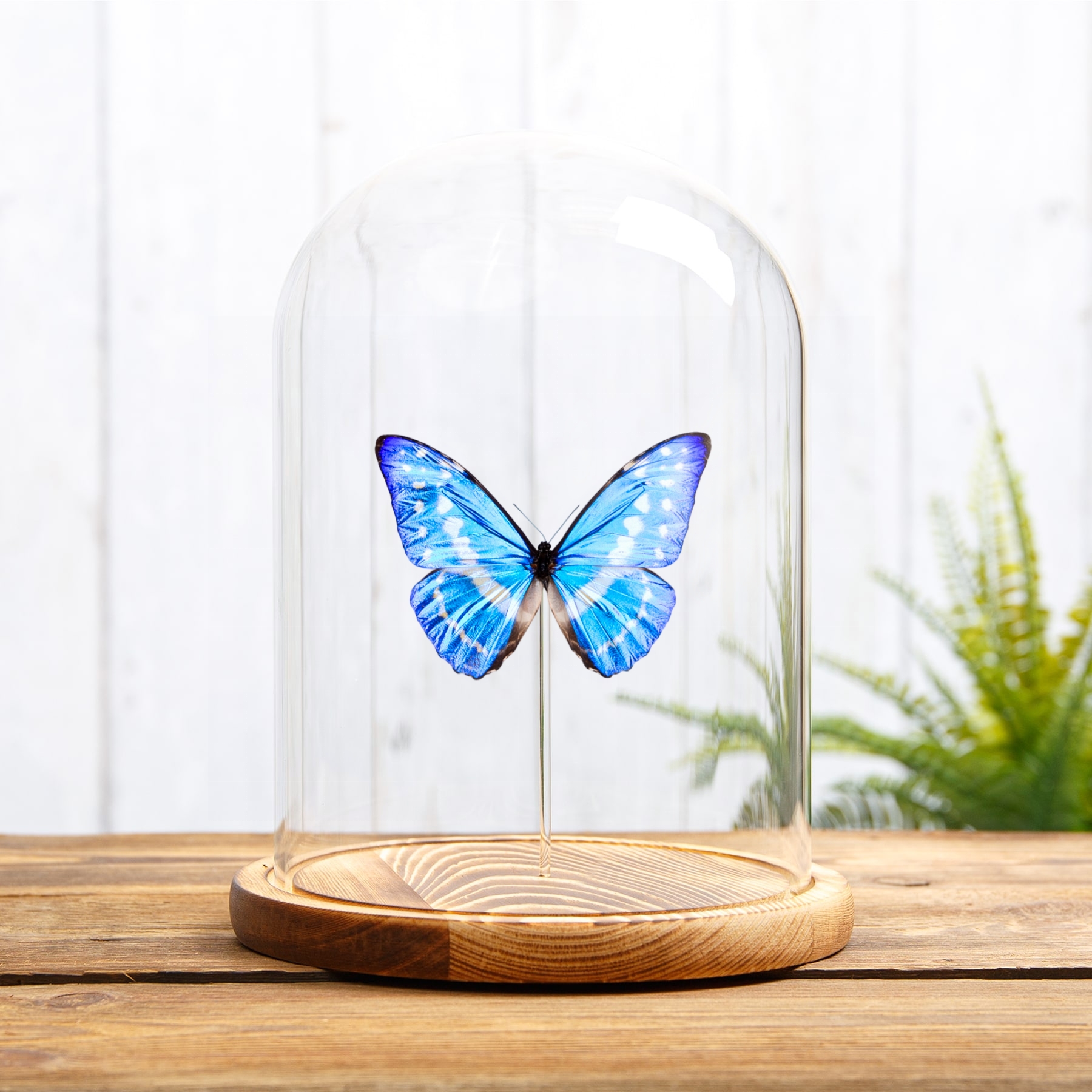 Cypris Morpho Butterfly In Glass Dome (Morpho cypris)