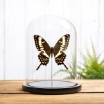 Minibeast Emperor Swallowtail In Glass Dome (Papilio ophidicephalus)