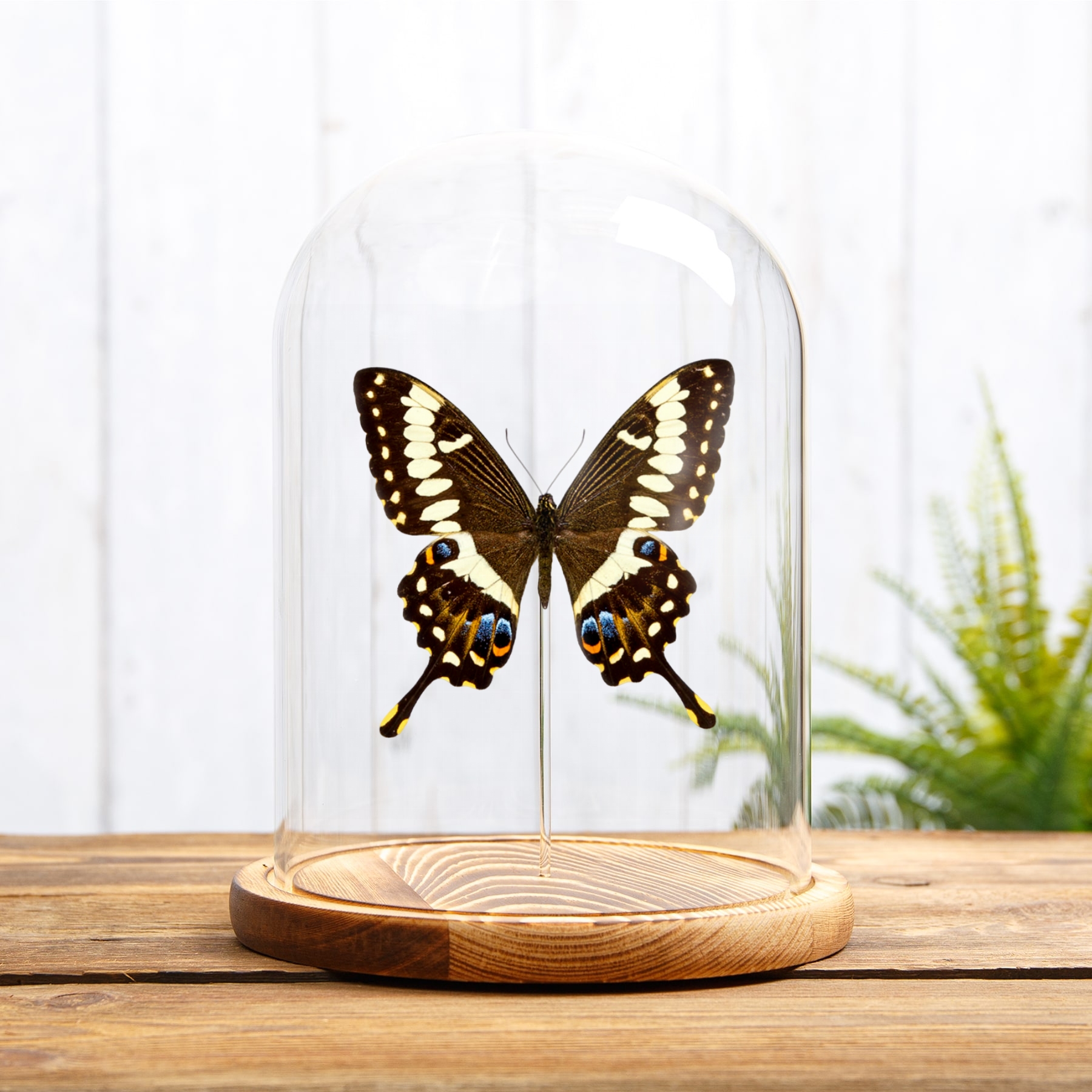 Emperor Swallowtail In Glass Dome (Papilio ophidicephalus)