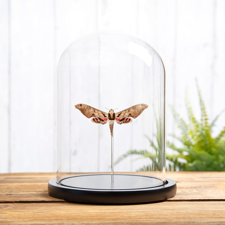 Sphinx Moth In Glass Dome (Adhemarius gannascus) Sphinx Moth In Glass Dome (Adhemarius gannascus)