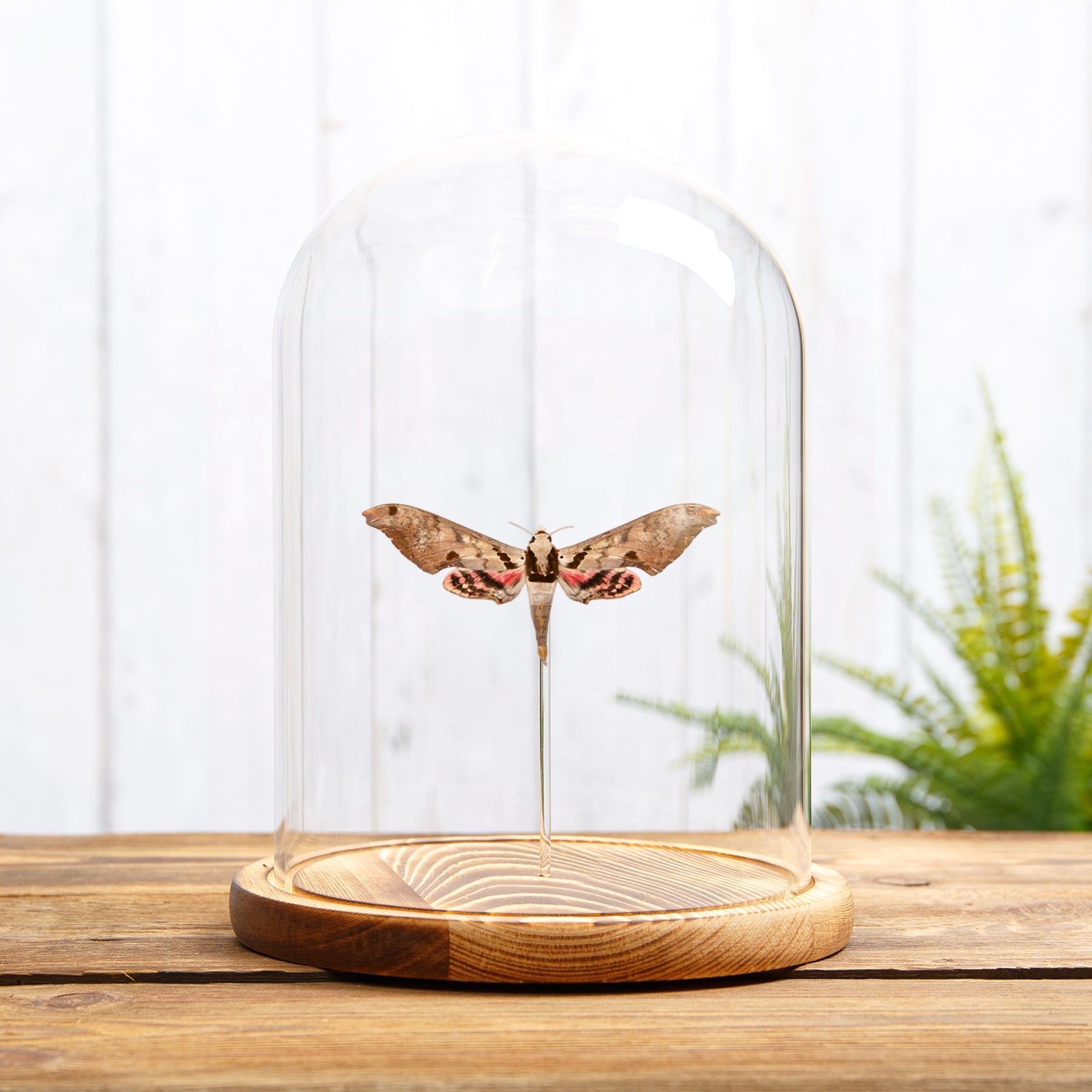 Sphinx Moth In Glass Dome (Adhemarius gannascus)