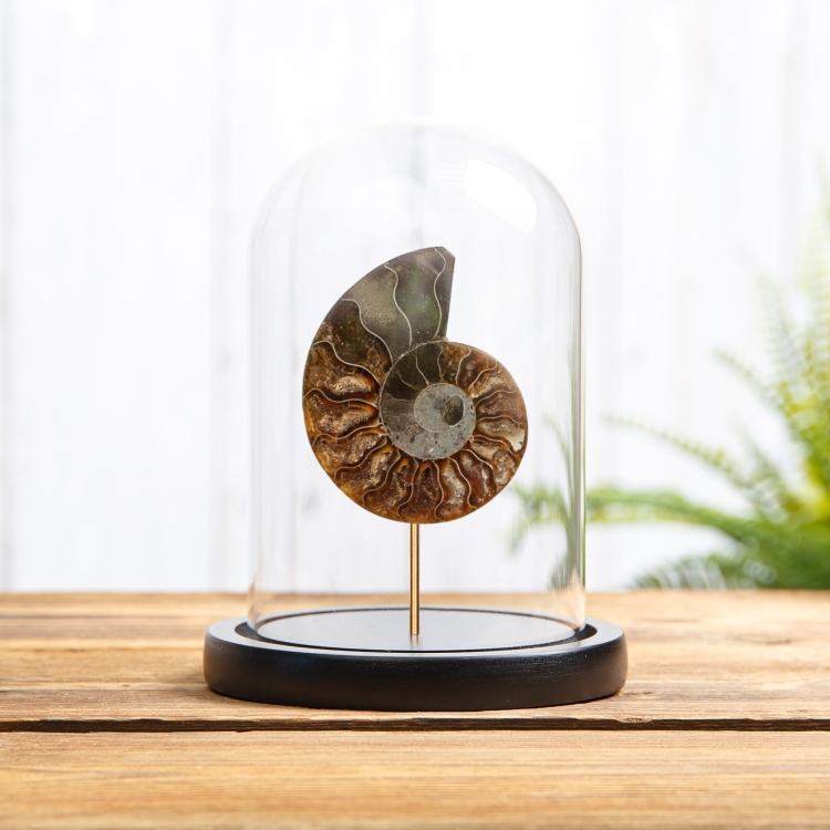 Cut &amp; Polished Ammonite Fossil In Glass Dome (Cleoniceras sp)