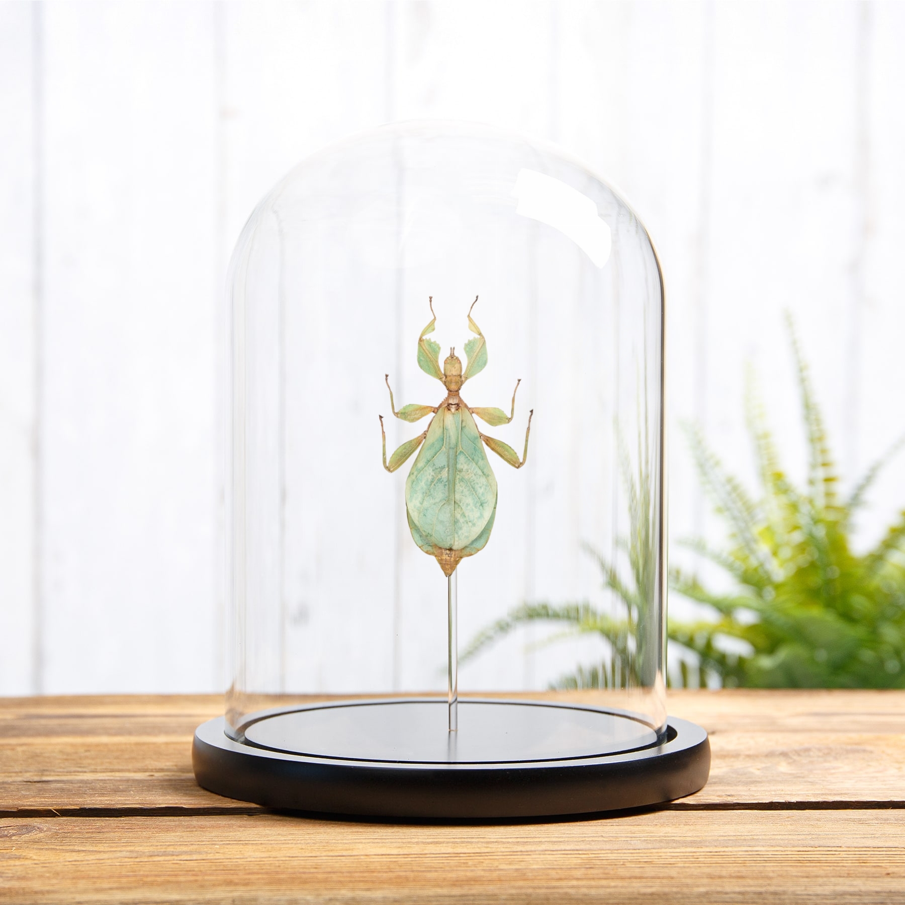 Minibeast Walking Leaf Insect In Glass Dome (Phyllium letiranti)