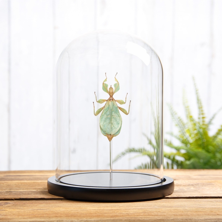 Walking Leaf Insect In Glass Dome (Phyllium letiranti)