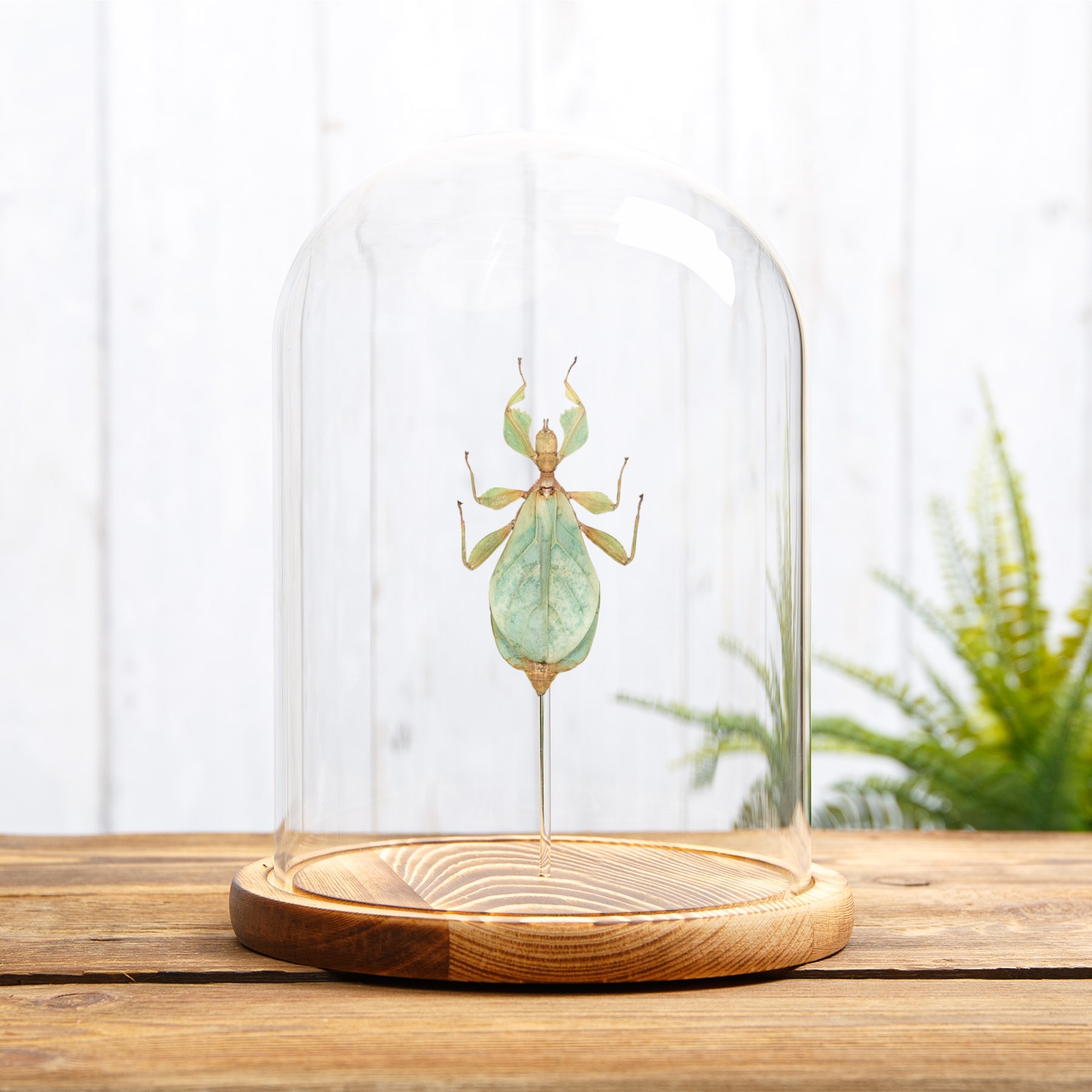 Minibeast Walking Leaf Insect In Glass Dome (Phyllium letiranti)
