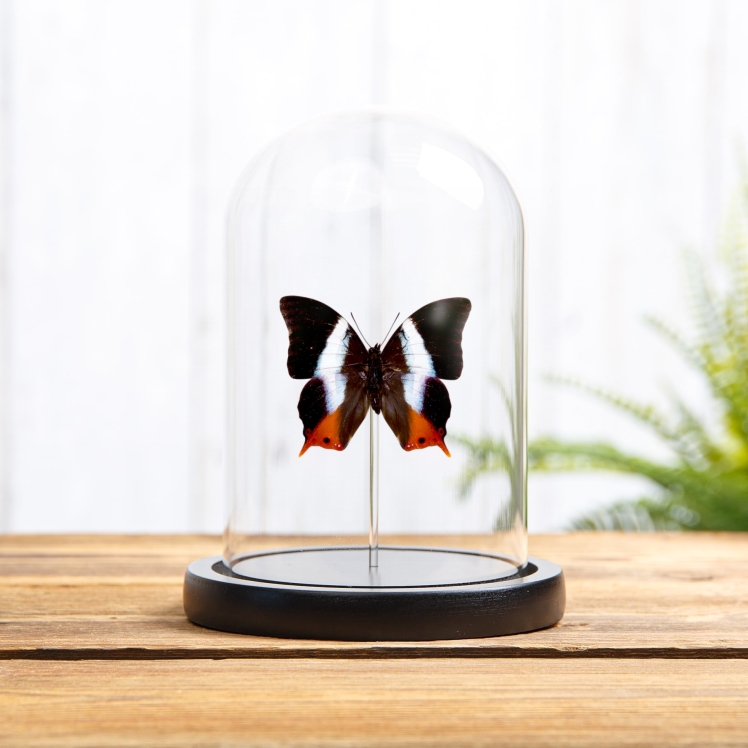 Violet-banded Palla Butterfly In Glass Dome (Palla violinitens)