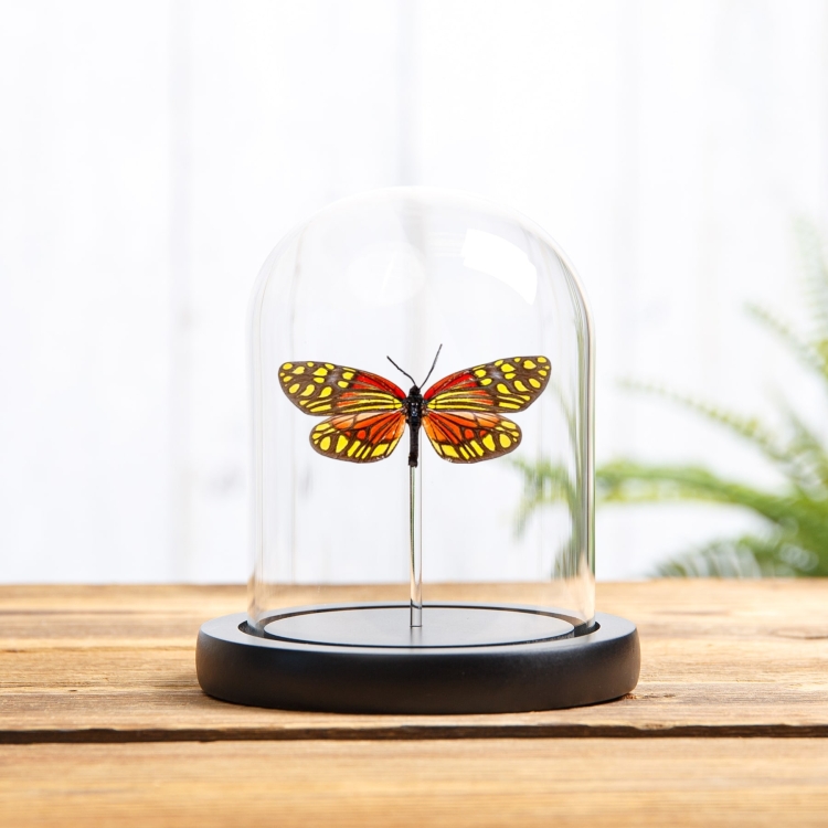 Campylotes burmanus Moth In Glass Dome From Thailand