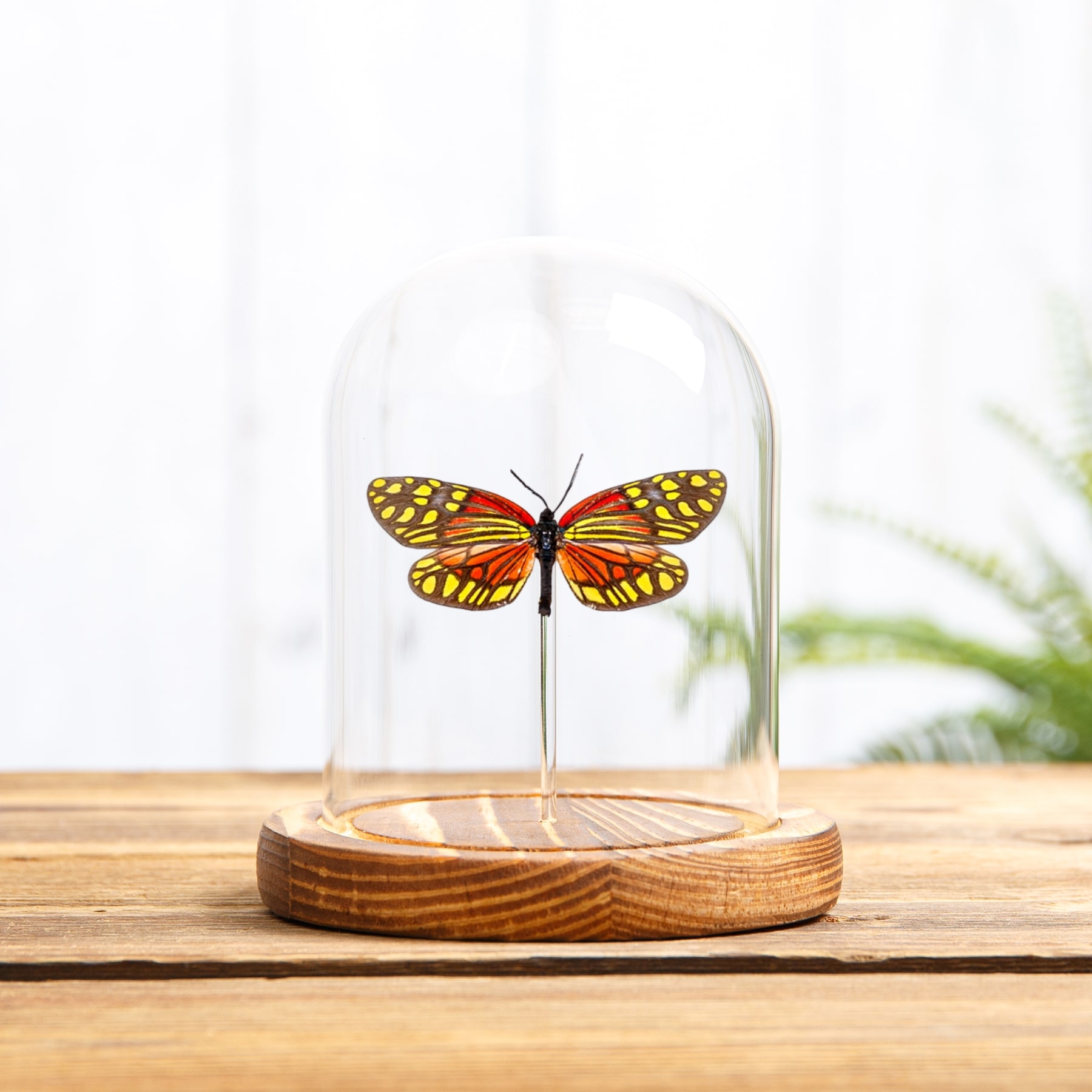 Campylotes burmanus Moth In Glass Dome From Thailand Campylotes burmanus Moth In Glass Dome From Thailand