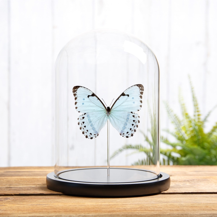 Epistrophus Morpho In Glass Dome (Morpho epistrophus) Epistrophus Morpho In Glass Dome (Morpho epistrophus)