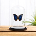Minibeast Two-spot Blue Charaxes Butterfly In Glass Dome (Charaxes bipunctatus)