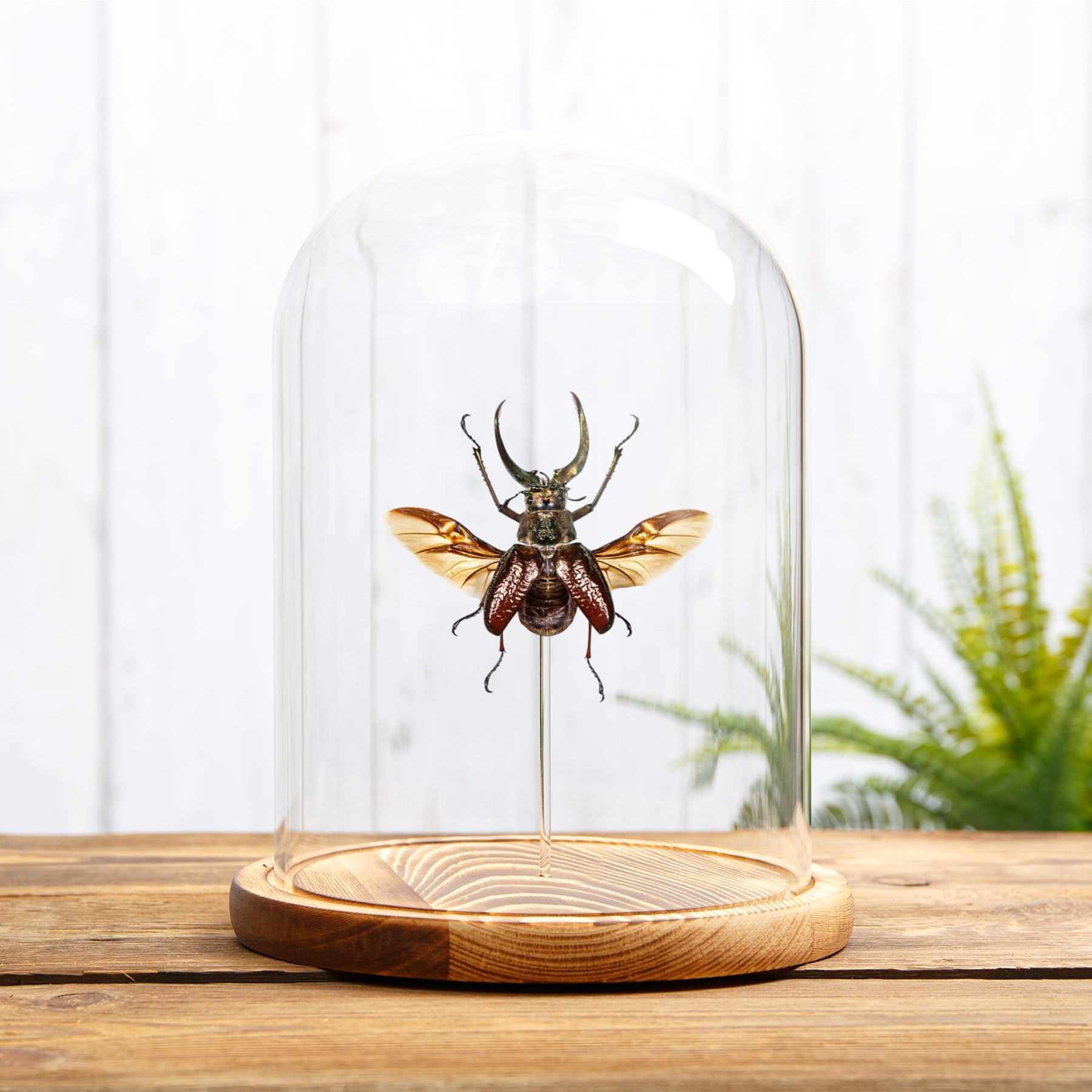4 Eyes Stag Beetle In Glass Dome (Sphaenognathus gigantheus)