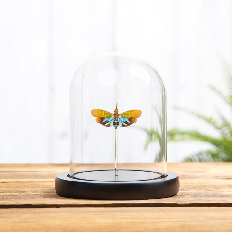 Latern Fly In Glass Dome (Saiva transversolineata) Latern Fly In Glass Dome (Saiva transversolineata)