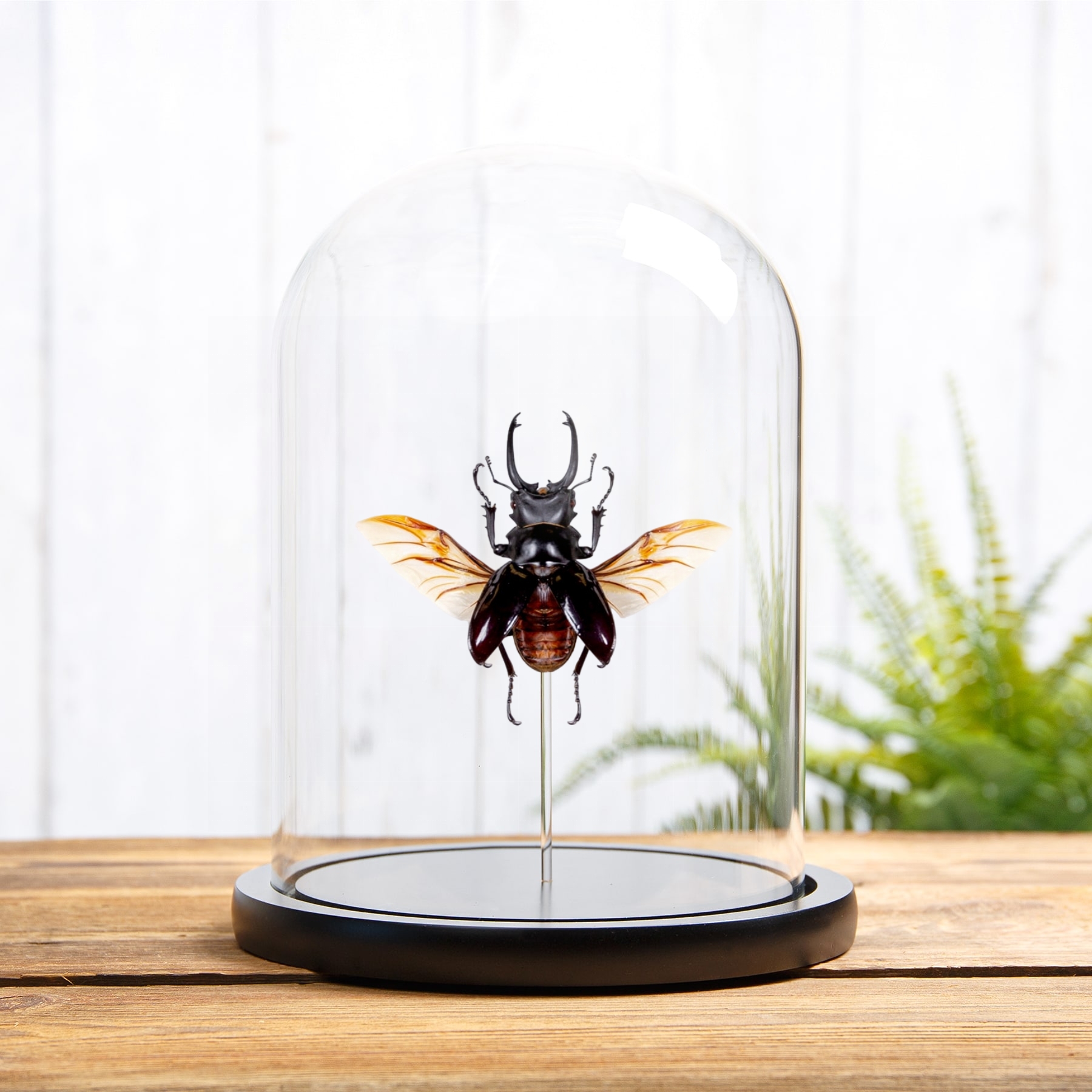 Minibeast Hirschkäfer in einer Glasglocke (Odontolabis dalmani)