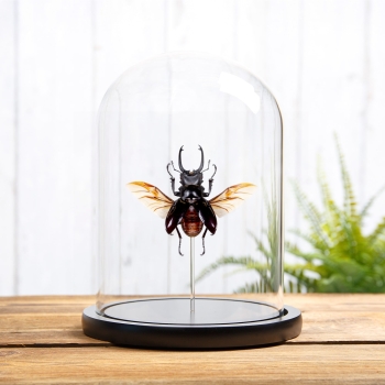 Stag Beetle In Glass Dome (Odontolabis dalmani)