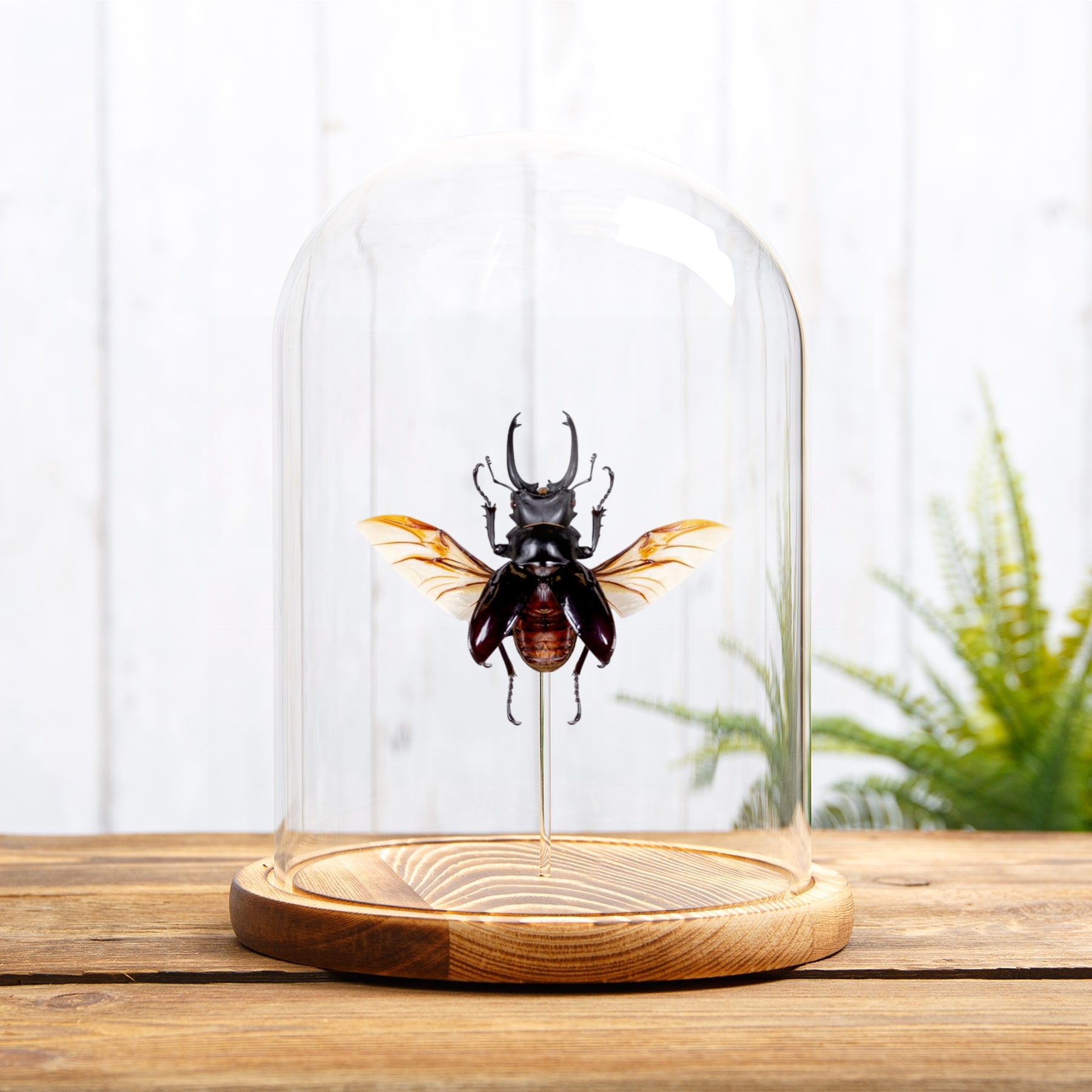 Minibeast Hirschkäfer in einer Glasglocke (Odontolabis dalmani)