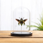 Minibeast Giant Metallic Ceiba Borer with Wings Spread In Glass Dome (Euchroma gigantea)
