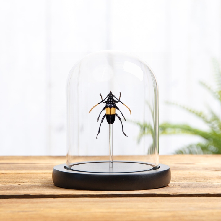 Mimusop Stem Borer In Glass Dome (Pachyteria dimidiata)