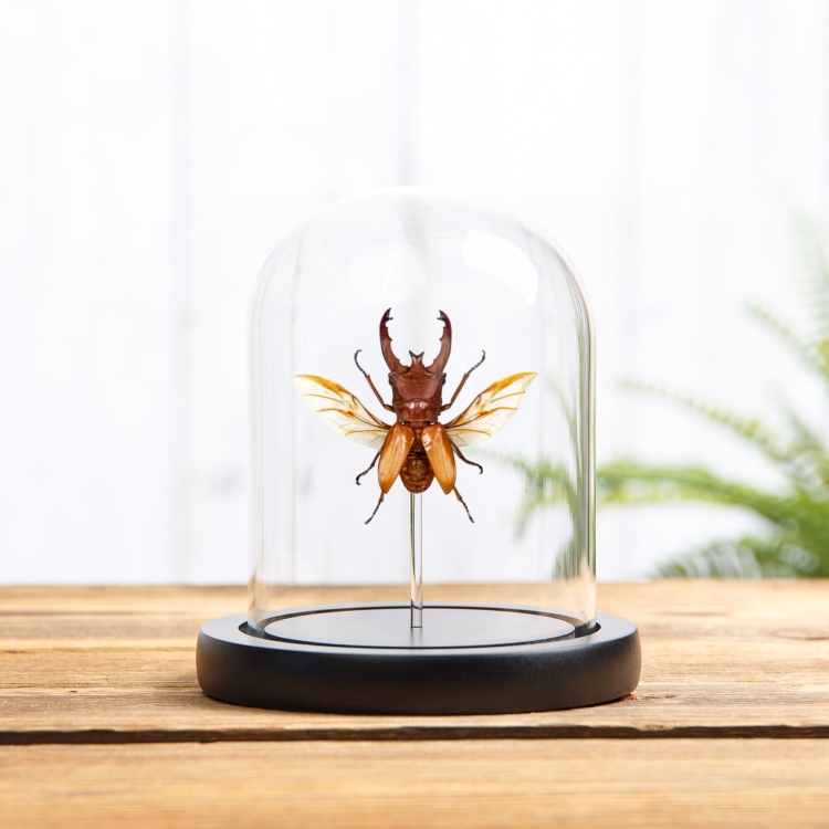 Long-horn Beetle In Glass Dome (Cyclommatus lunifer)