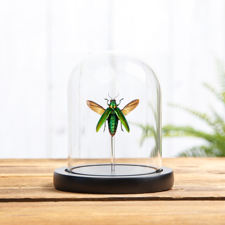 Metallic Wood-boring Beetle In Glass Dome (Chrysochroa rajah)