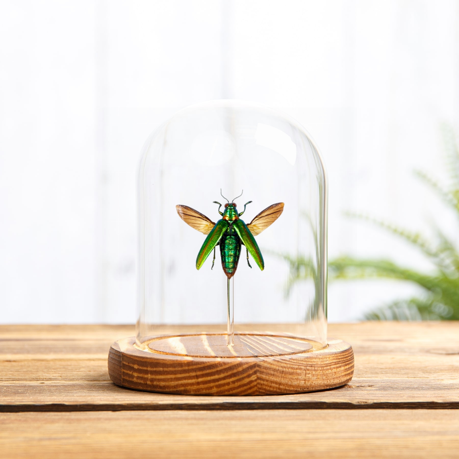 Metallic Wood-boring Beetle In Glass Dome (Chrysochroa rajah)