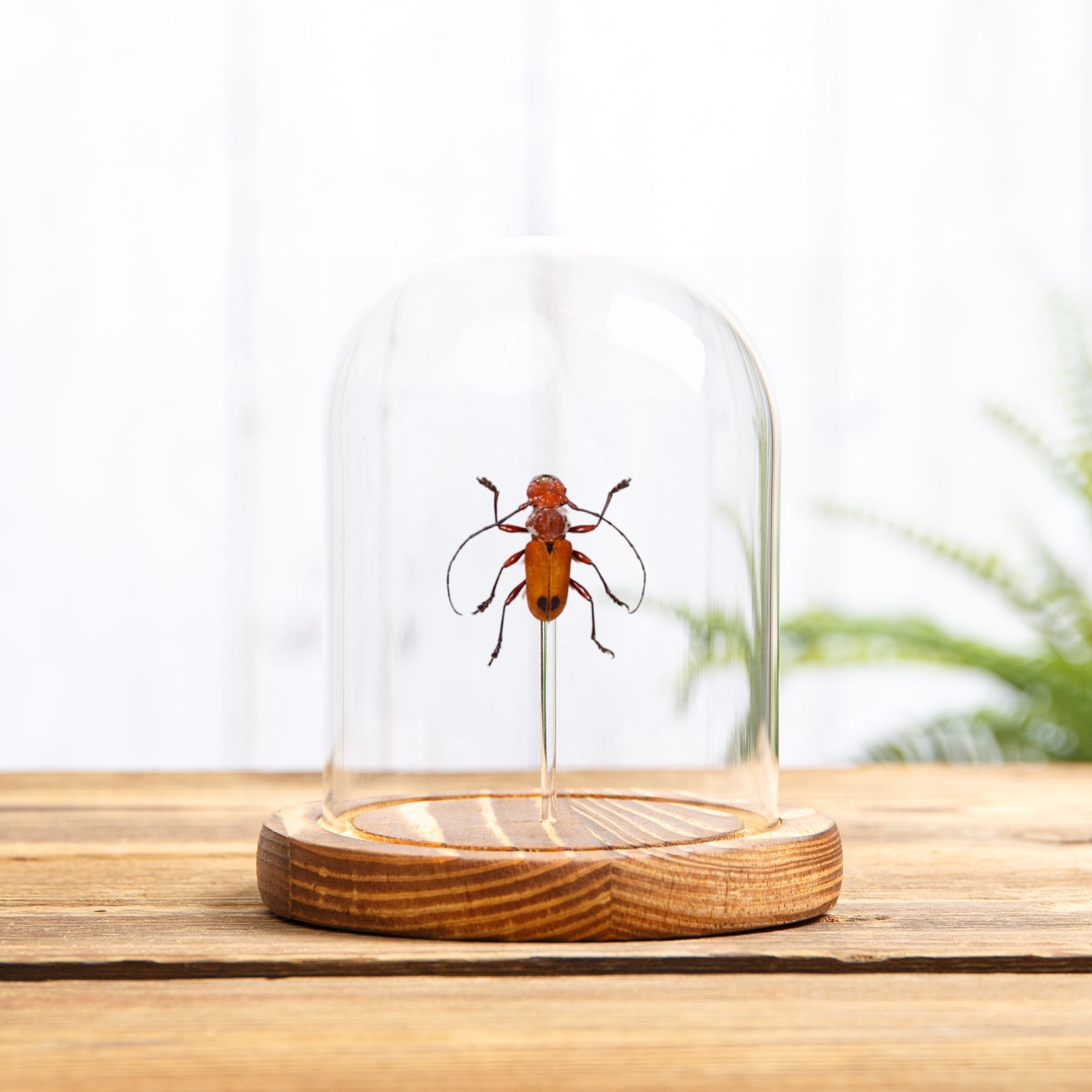 Orange Long-horn Beetle In Glass Dome (Euryphagus lundi)