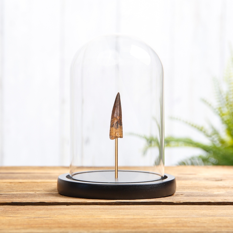 Spinosaurus Dinosaur Tooth Fossil in Glass Dome (Spinosaurus aegyptiacus) Spinosaurus Dinosaur Tooth Fossil in Glass Dome (Spinosaurus aegyptiacus)