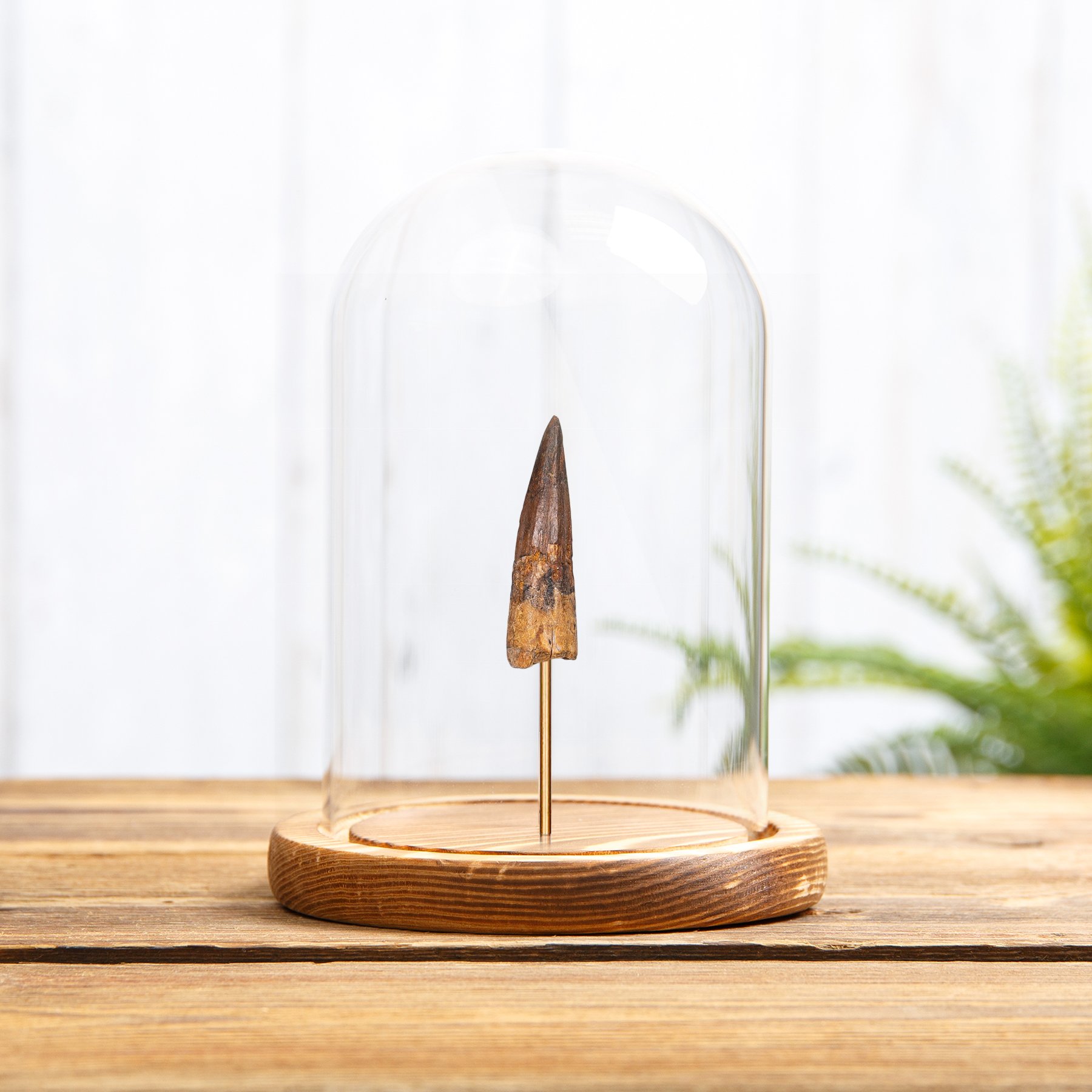 Spinosaurus Dinosaur Tooth Fossil in Glass Dome (Spinosaurus aegyptiacus)