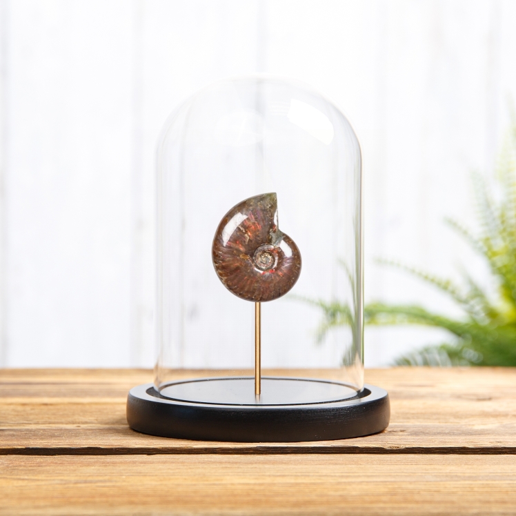 Whole Red Iridescent Ammonite Polished Fossil In Glass Dome (Cleoniceras sp)