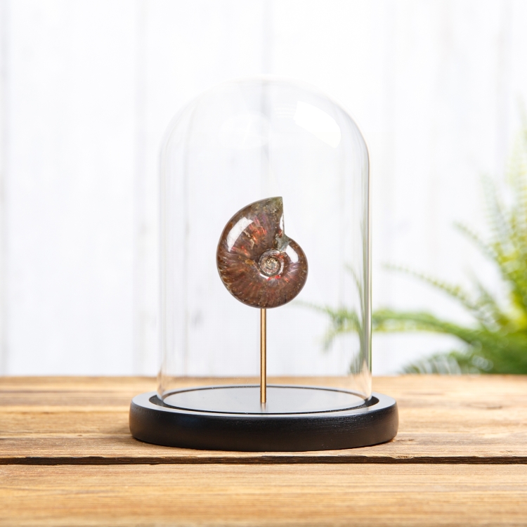 Whole Red Iridescent Ammonite Polished Fossil In Glass Dome (Cleoniceras sp)