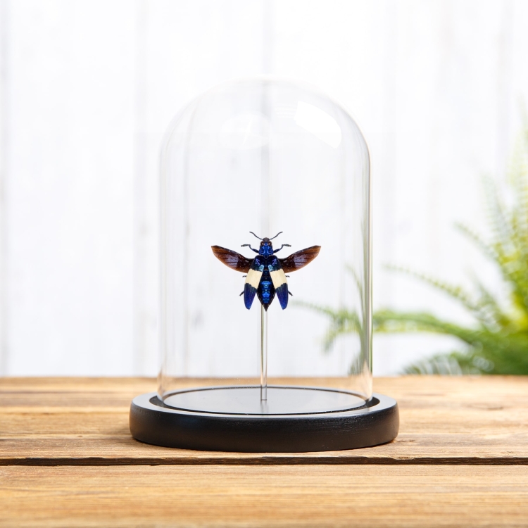 Jewel Beetle In Glass Dome (Chrysocheroa castelnaudi)