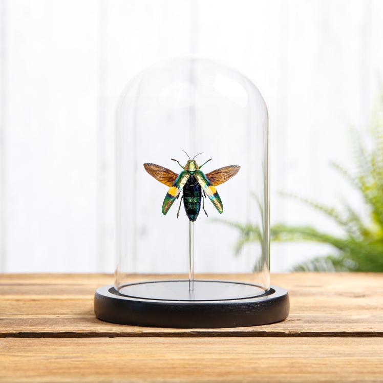 Metallic Wood-boring Beetle In Glass Dome (Chrysochroa saundersi)