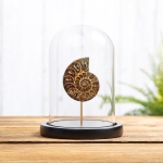 Minibeast Cut & Polished Ammonite Fossil In Glass Dome (Cleoniceras sp)