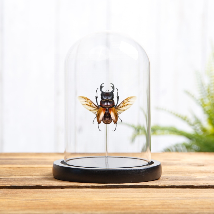 Stag Beetle In Glass Dome (Odontolabis sommeri)