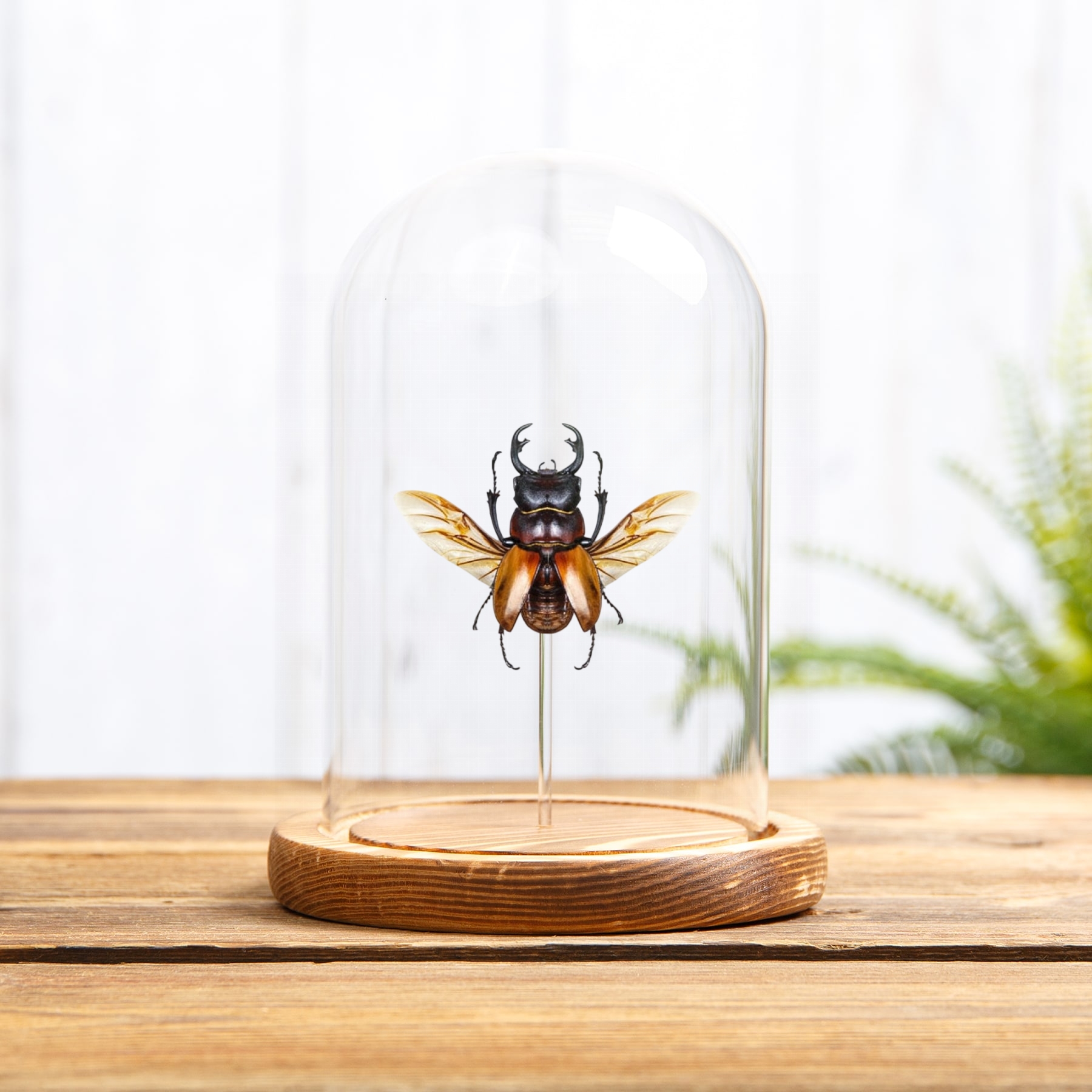 Stag Beetle In Glass Dome (Odontolabis sommeri) Stag Beetle In Glass Dome (Odontolabis sommeri)