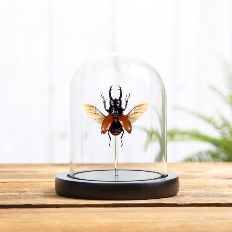 Stag Beetle In Glass Dome (Odontolabis sarasinorum) Stag Beetle In Glass Dome (Odontolabis sarasinorum)