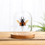 Stag Beetle In Glass Dome (Odontolabis sarasinorum)