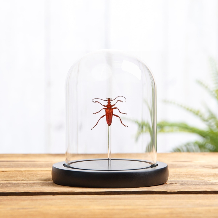 Red Longhorn Beetle In Glass Dome (Mastododera coccinea)