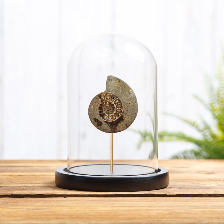 Cut & Polished Ammonite Fossil In Glass Dome (Cleoniceras sp)