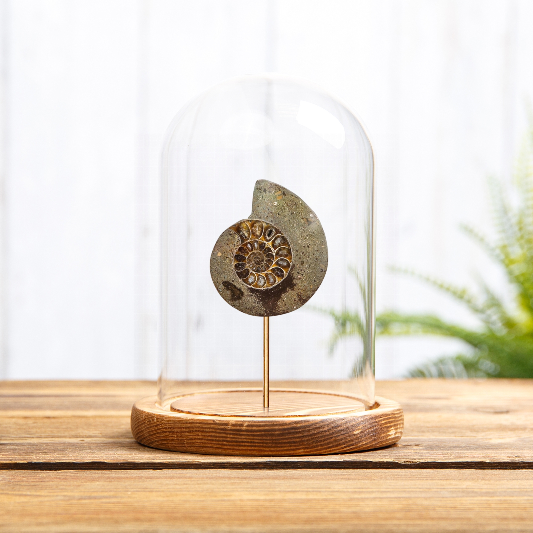 Cut & Polished Ammonite Fossil In Glass Dome (Cleoniceras sp)
