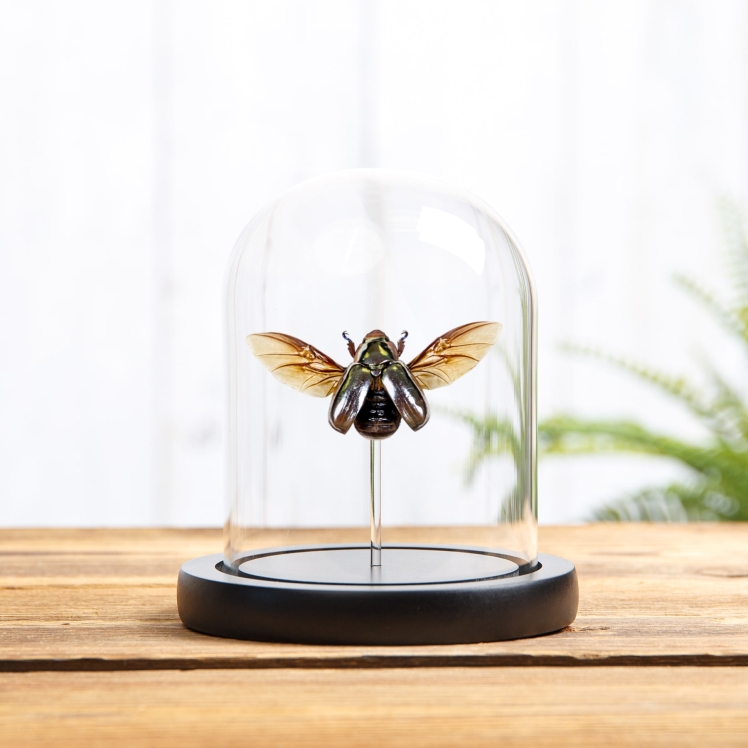 Silver Scarab Beetle In Glass Dome (Chrysina chrysargirea)