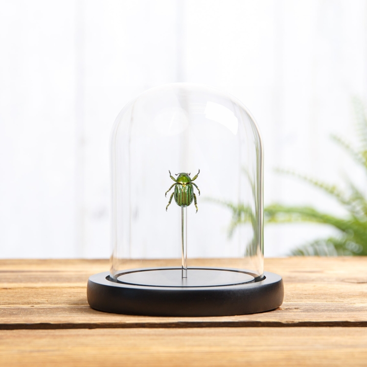 Glorious Scarab Beetle In Glass Dome (Chrysina gloriosa)