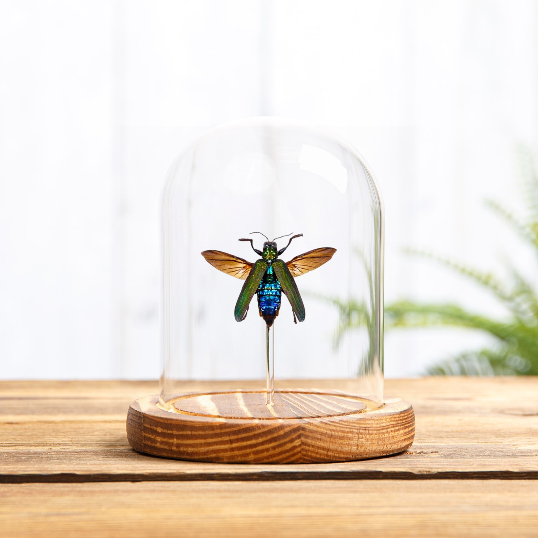 Jewel Beetle In Glass Dome (Demochroa detani)