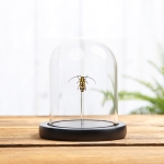 Minibeast Longhorn Shoot Borer Beetle In Glass Dome (Tragocephala variegata)
