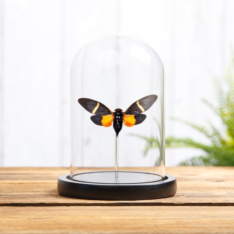 Orange Cicada In Glass Dome With Wooden Base (Tosena paviei)