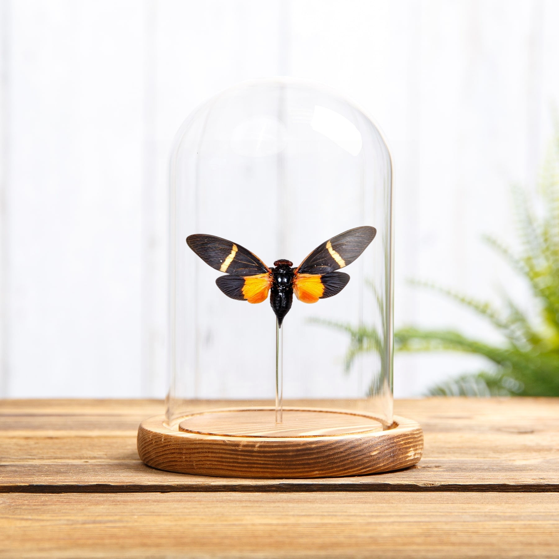 Minibeast Orange Cicada In Glass Dome With Wooden Base (Tosena paviei)